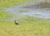 Andean Tapaculo