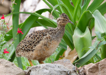 Andean Tinamou