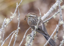 Andean Tit-Spinetail