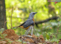 Angola Blue Rock Thrush