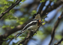 Angolan Batis