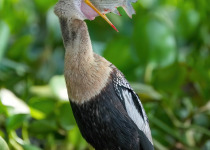 Anhinga