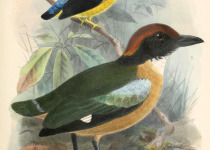Anjouan Pitta