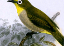 Anjouan White-eye