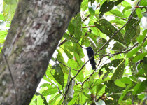 Anna's Slaty Flycatcher