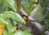Anne's euphonia