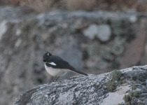 Ansorge's Ground Thrush