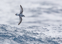 Antarctic Prion