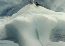 Antarctic Tern