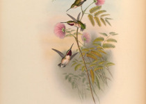 Antbird
