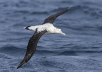 Antipodean albatross