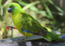 Antipodes parakeet