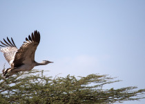 Arabian Bustard