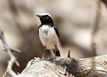 Arabian Wheatear