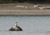 Arctic Tern