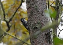 Arctic Three-toed Woodpecker