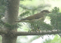 Arctic Warbler
