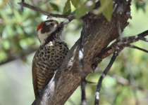 Arizona Woodpecker