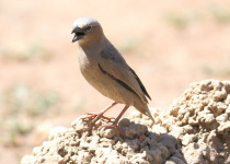 Arnaud's sparrow-lark