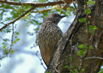 Arrow-marked babbler
