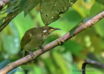 Aru Honeyeater