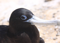 Ascension frigatebird