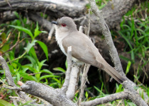 Ash-colored Cuckoo