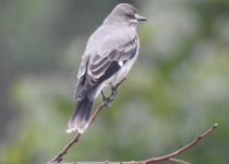 Ash-throated Antwren