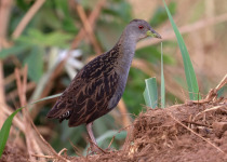 Ash-throated Crake