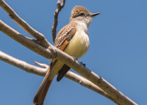 Ash-throated Flycatcher