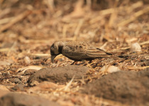 Ashy-crowned Sparrow-Lark