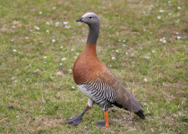 Ashy-headed Goose