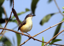 Ashy Prinia