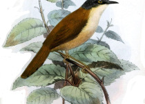 Ashy Prinia