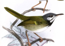 Ashy Tailorbird