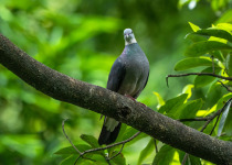 Ashy Wood Pigeon