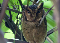 Asian Barred Owlet