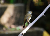 Asian Brown Flycatcher