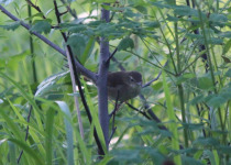 Asian Brown Flycatcher