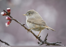 Asian Desert Warbler