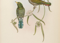 Asian emerald cuckoo
