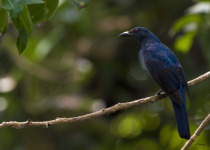 Asian Fairy-bluebird