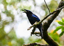 Asian Fairy-bluebird