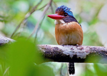 Asian Fairy-bluebird