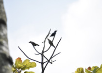 Asian Glossy Starling