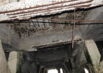 Asian Glossy Swiftlet