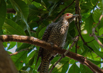 Asian Koel