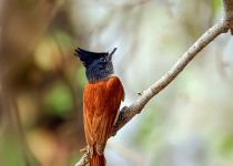 Asian Paradise Flycatcher