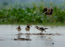 Asian Pied Starling