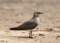 Asian Pratincole